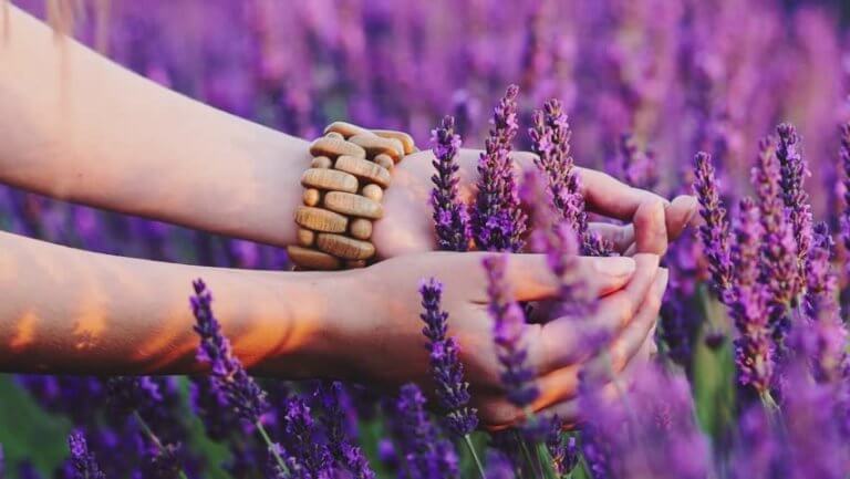 Mani che toccano la lavanda