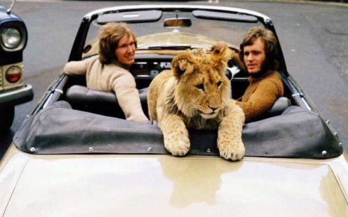Christian il leone in macchina