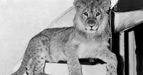 Foto di Christian il leone