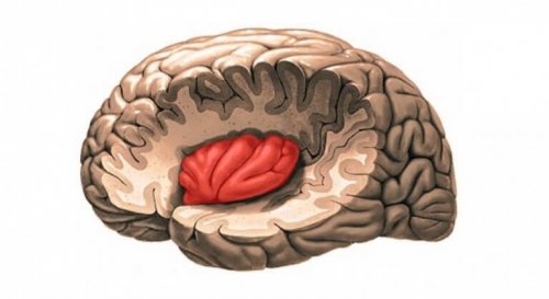 Insula localizzata nel cervello