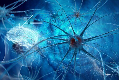 I neuroni del cervello