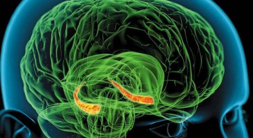 Immagine che evidenzia l'ippocampo all'interno del cervello umano