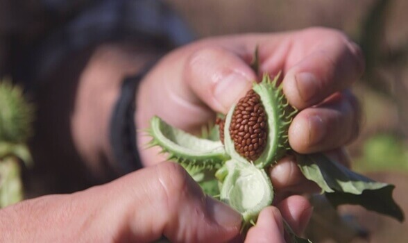 Semi dello stramonio arboreo