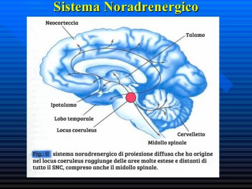 Il sistema noradrenergico
