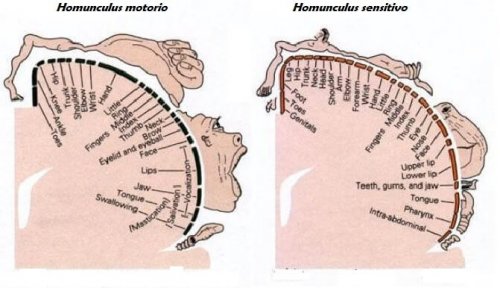 Struttura homunculus motorio e sensitivo