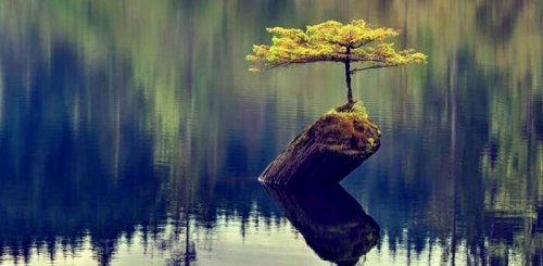 Albero che cresce in un lago come simbolo della resilienza