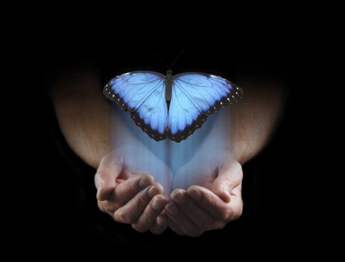 Una farfalla azzurra sopra a delle mani