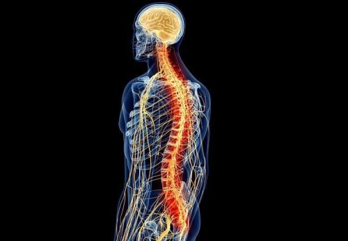 Midollo spinale colorato in un uomo