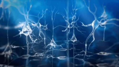 I neuroni e le onde cerebrali