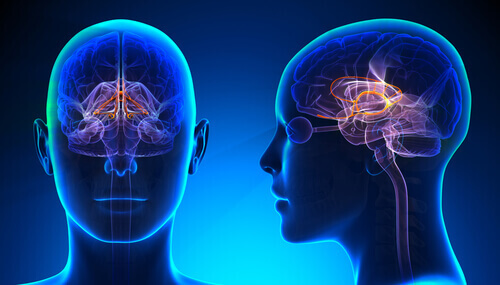 Sistema limbico illuminato all'interno del cervello