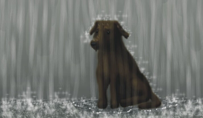 Cane sotto la pioggia