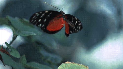 Farfalla che sbatte le ali