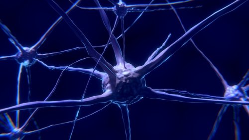 Il neurone: caratteristiche e funzionamento