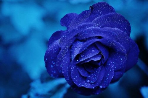 Rosa blu che fiorisce