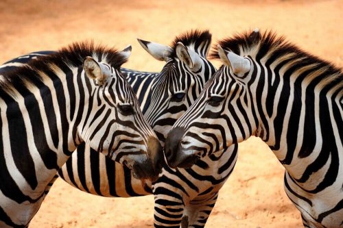 Zebre