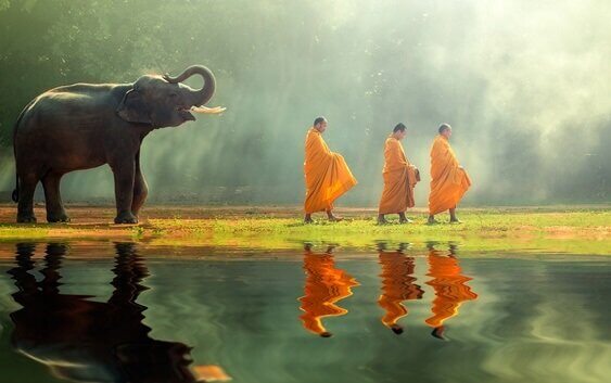 Elefante segue monaci buddisti