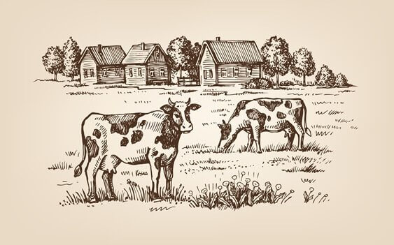Mucche nel campo