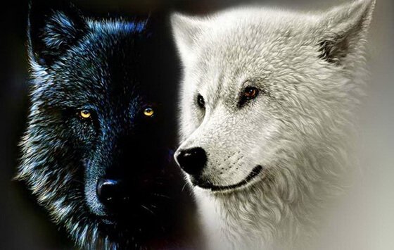 Leggenda Cherokee dei due lupi