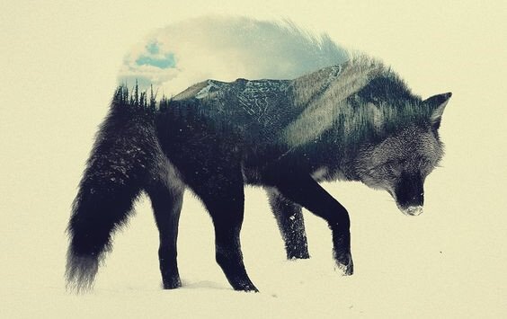 Il lupo della steppa: un'opera per riflettere
