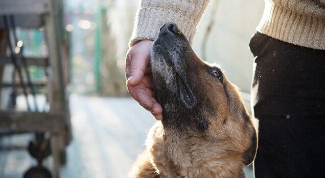 Cane e padrone comunicazione cinesica