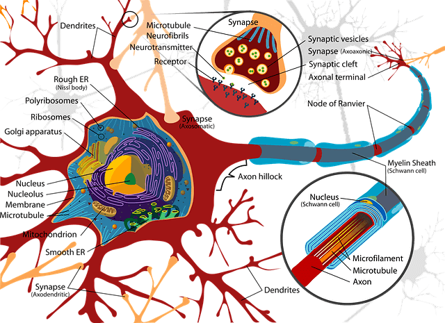 Proprietà delle sinapsi spazio sinaptico