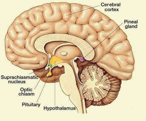 Cervello e ghiandola pineale