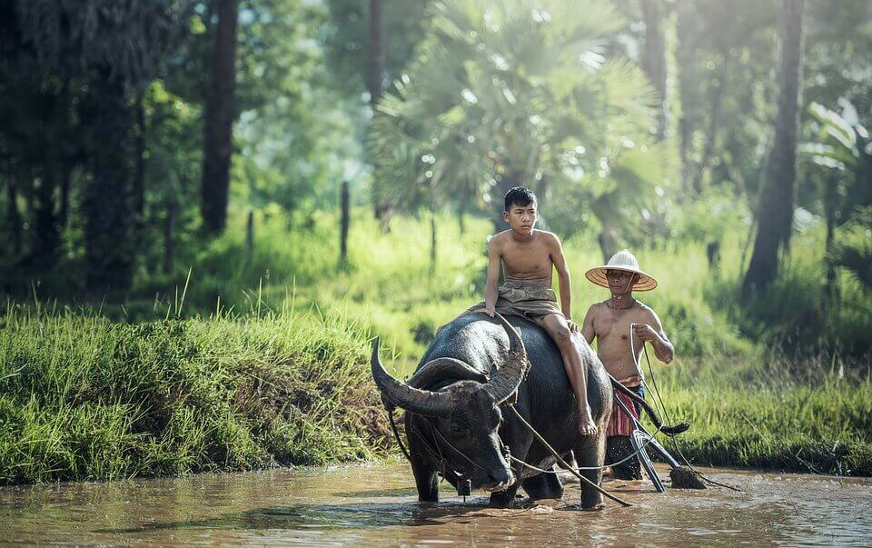 Agricoltori cambogiani
