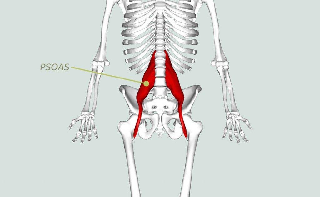 Disegno dello psoas