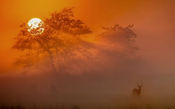Antilope tramonto proverbi africani