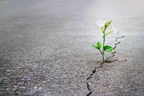 Fiore che cresce in una crepa del cemento, simbolo del superamento di un ricordo traumatico