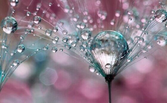 Fiore con gocce d'acqua