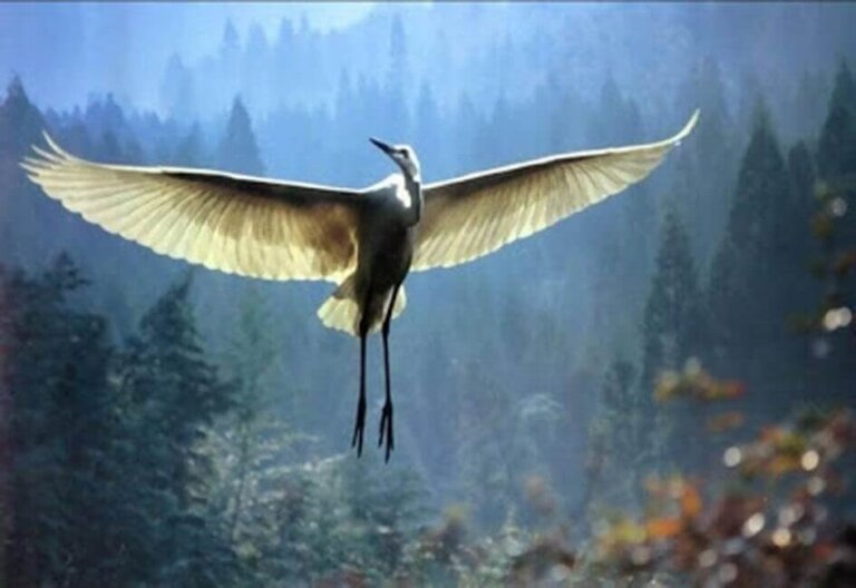 L'anziano e la gru: commovente storia