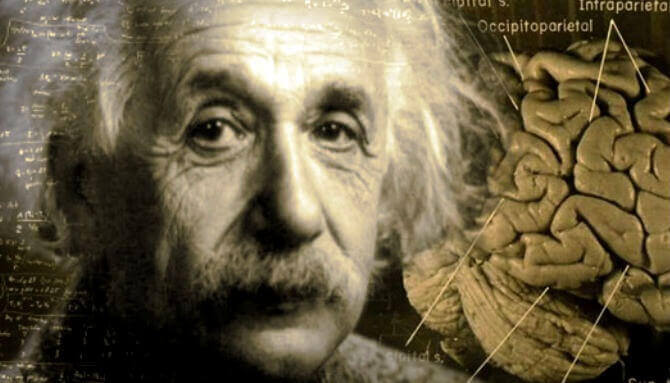 Il cervello di Einstein: incredibile storia