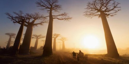 Baobab in Africa