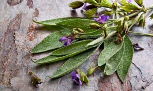 Benefici della salvia, la famosa pianta delle donne