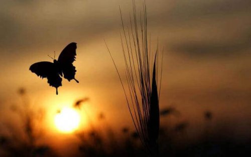 Farfalla al tramonto cambiare in meglio