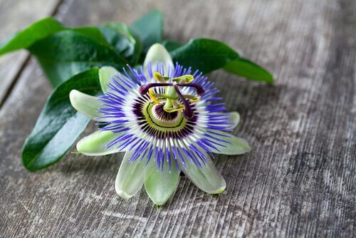 Passiflora