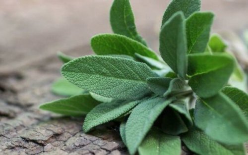 Salvia officinalis
