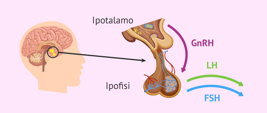 Struttura-ipofisi-11