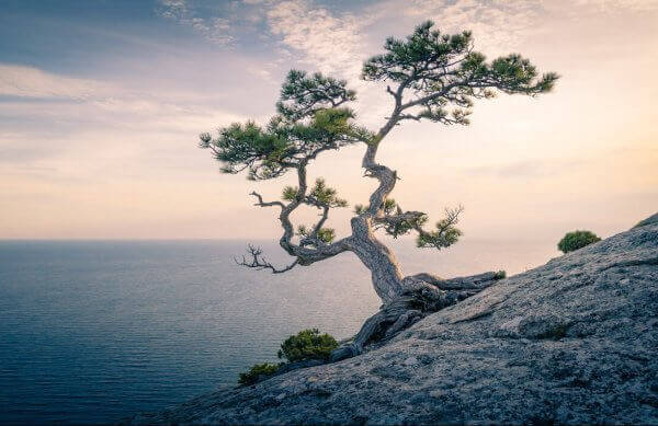 Albero sul mare