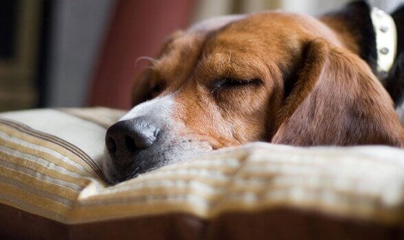 Cane addormentato sul cuscino