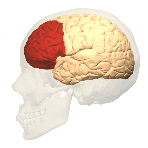 Immagine del cranio e del lobo frontale nel cervello