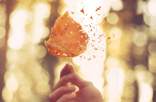 Mano che tiene una foglia