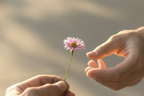 Perdonare: mano porge un fiore a un'altra mano