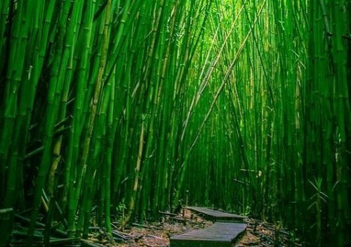 Sentiero in mezzo ai bambù