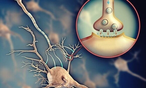 Acetilcolina: il neurotrasmettitore che facilita la comunicazione tra i neuroni