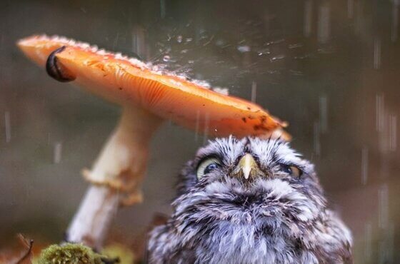 Gufo si ripara sotto un fungo