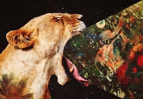 immagini che escono fuori dalla bocca di una leonessa