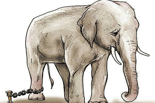 Elefante triste e incatenato