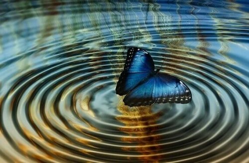 Farfalla su acqua